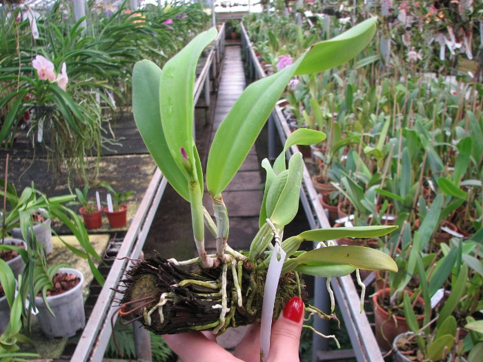 Cattleya labiata rubra integra-orlata-pincelada x Laelia pumila 'Ruby Queen'.JPG
