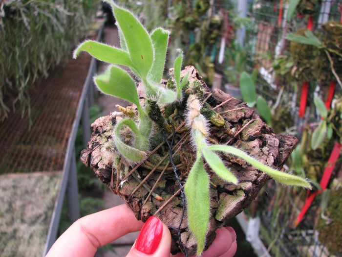 Dendrobium senile.JPG