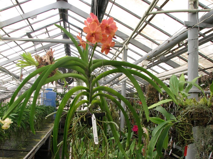 Vanda sanderiana x Ascocenda Vilas.JPG