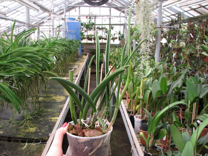 Brassavola Jiminy Cricket 'Superbug' (Brassavola nodosa x Rhyncholaelia digbyana).JPG