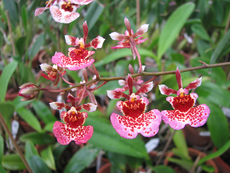 Tolumnia hybrid.jpg