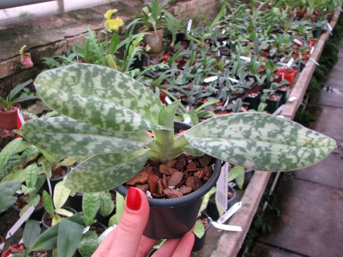 Paphiopedilum Maudiae alba.JPG
