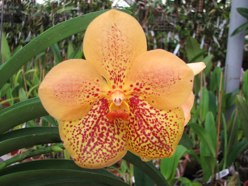 Vanda Thananprai x Ascocenda Fuchs Sunset - Dr Anek.jpg