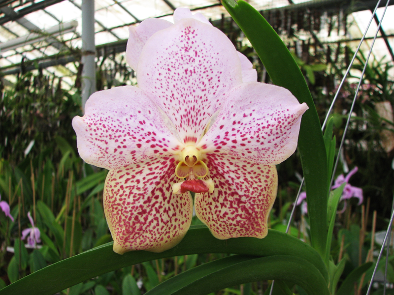 Vanda Sumon Gold x Ascocenda Kultana Gems.jpg
