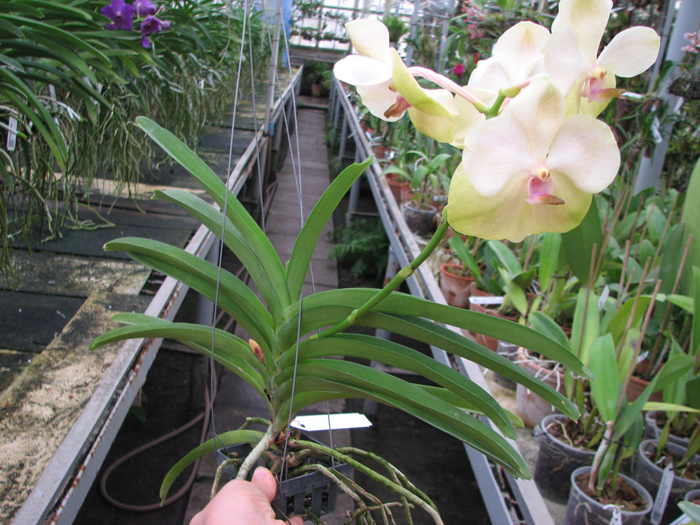 Vanda Sumon Spot x Ascocenda Pahirot x Ascocenda Kutlana Brown.jpg