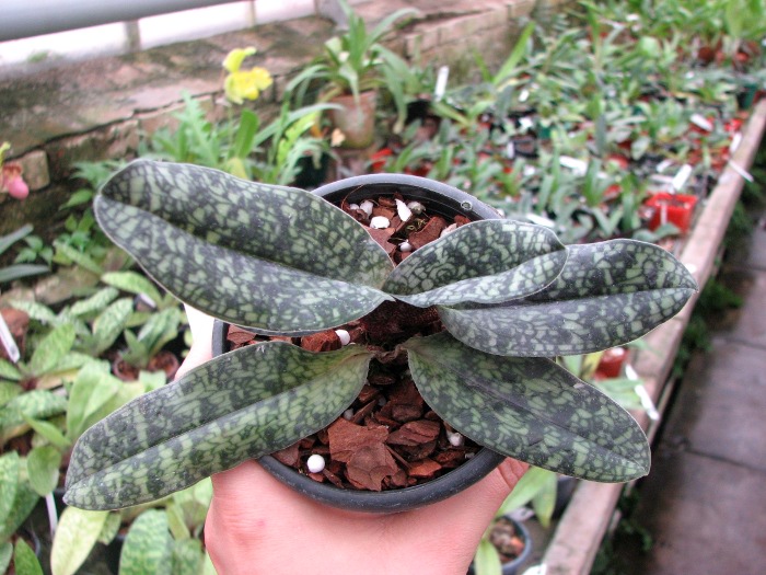 Paphiopedilum Ho Chi Minh (delenatii x vietnamense).JPG