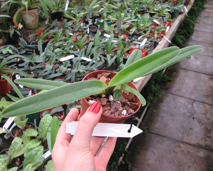 Paphiopedilum henryanum.JPG