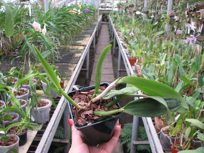 Laeliocattleya Imperial Charm 'Sato' (Pri Pri x Imperial Wings).JPG