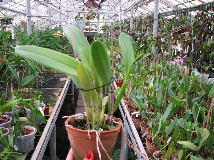 Laeliocattleya Sierra Skies 'Leone'.JPG