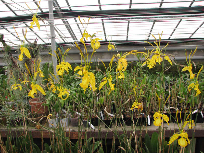 Psychopsis Mariposa alba.jpg