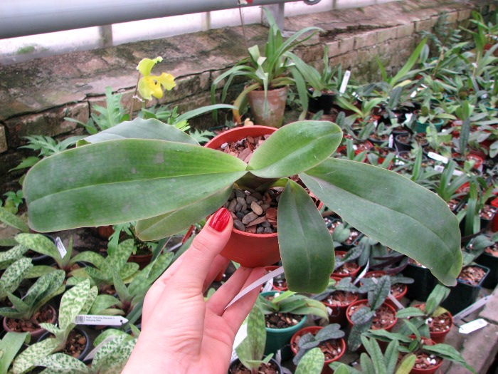Paphiopedilum moquetteanum.JPG