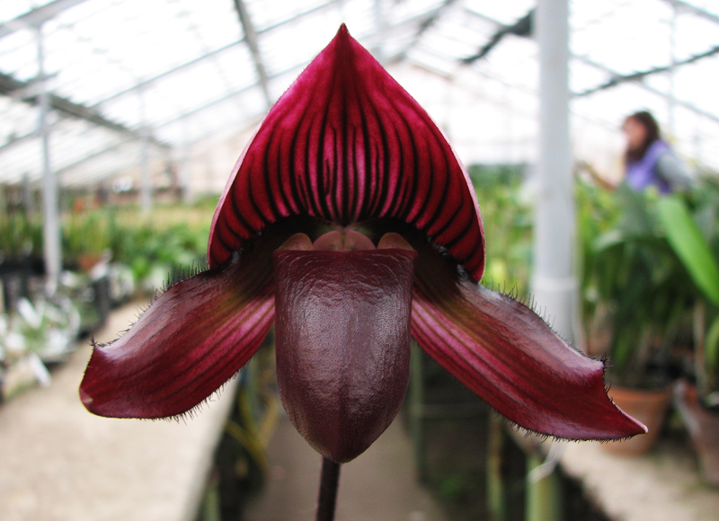 Paphiopedilum Maudiae Vinicolor 'Schwarze Madonna'.jpg