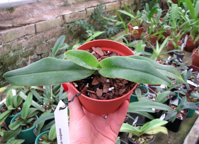 Paphiopedilum hangianum.JPG