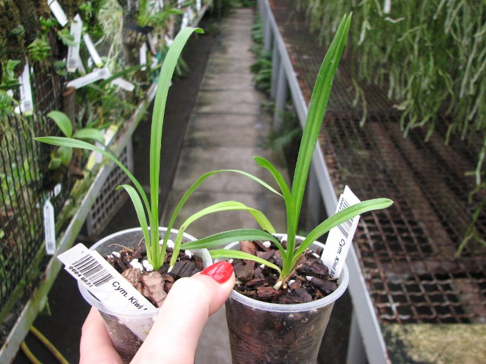 Cymbidium Kiwi Midnight.JPG