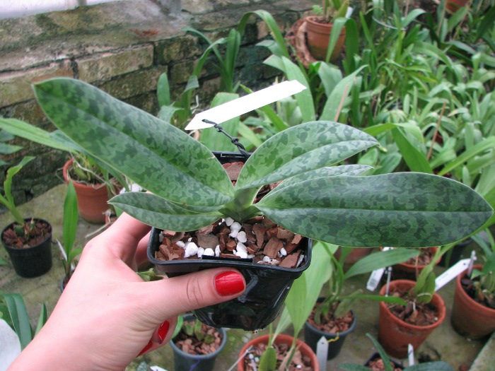 Paphiopedilum venustum alba.JPG