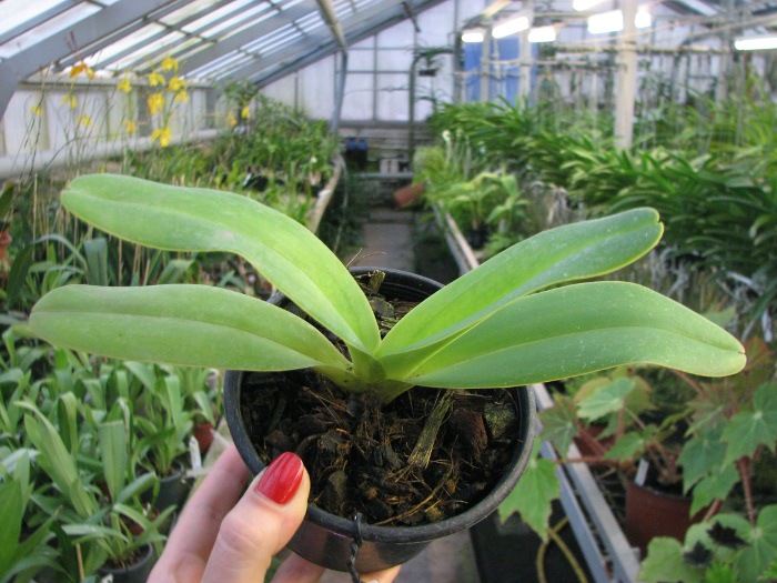 Paphiopedilum dianthum.JPG