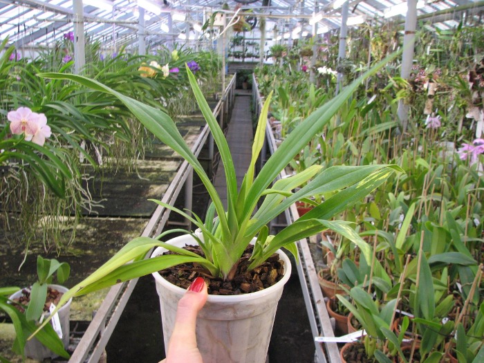 Phragmipedium schlimii.JPG