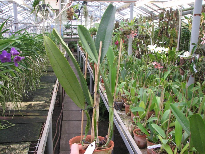 Cattleya mendelii.JPG