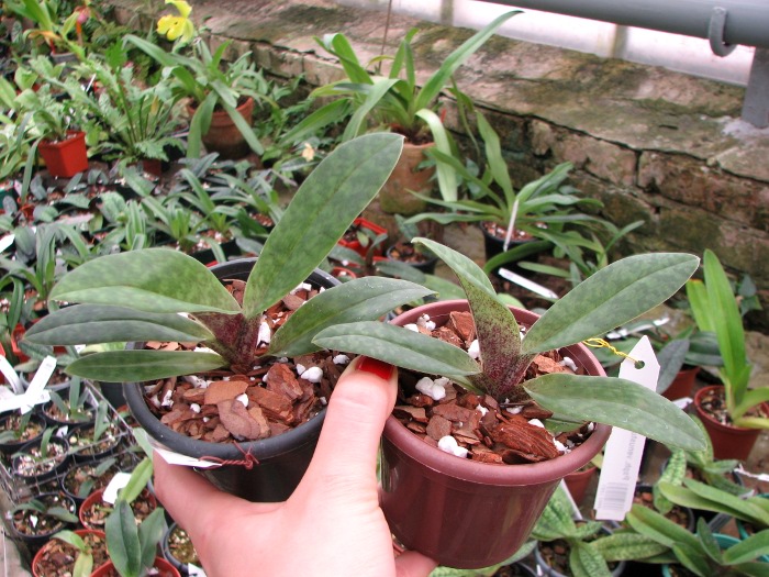 Paphiopedilum venustum.JPG