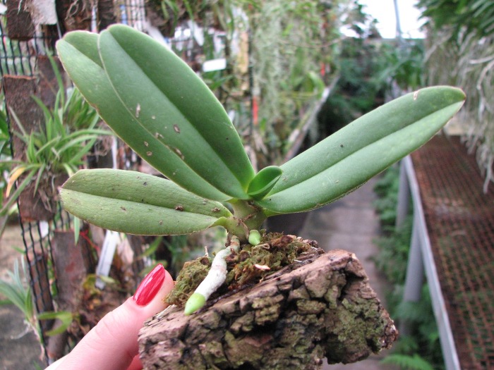 Amesiella monticola.JPG