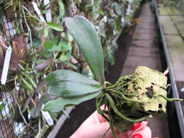 Aerangis biloba.JPG