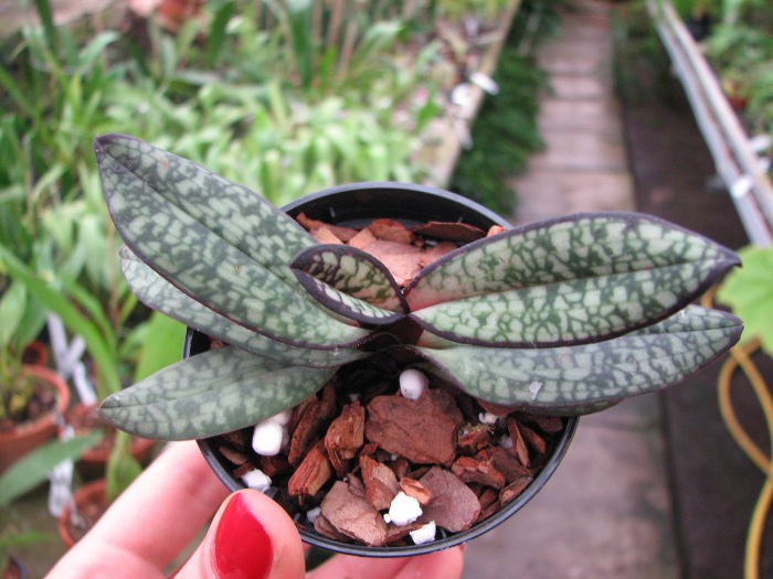 Paphiopedilum delenatii fma. vinicolor.JPG