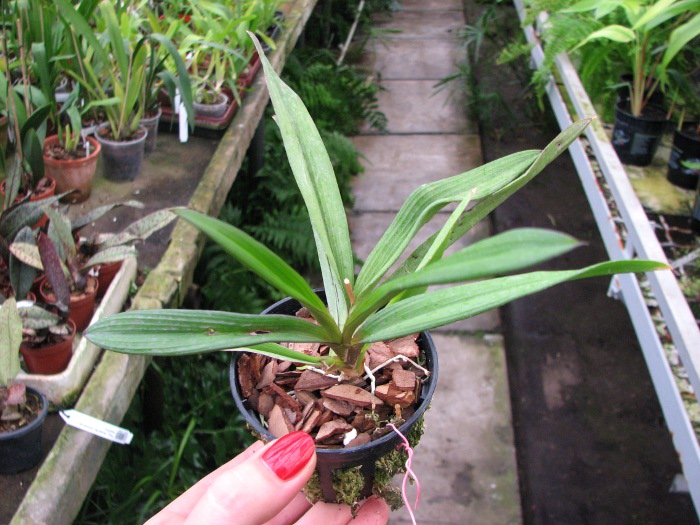 Ionopsis utricularioides.JPG
