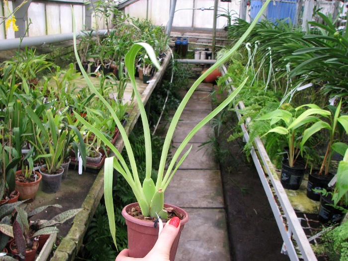 Miltoniopsis santanae.JPG