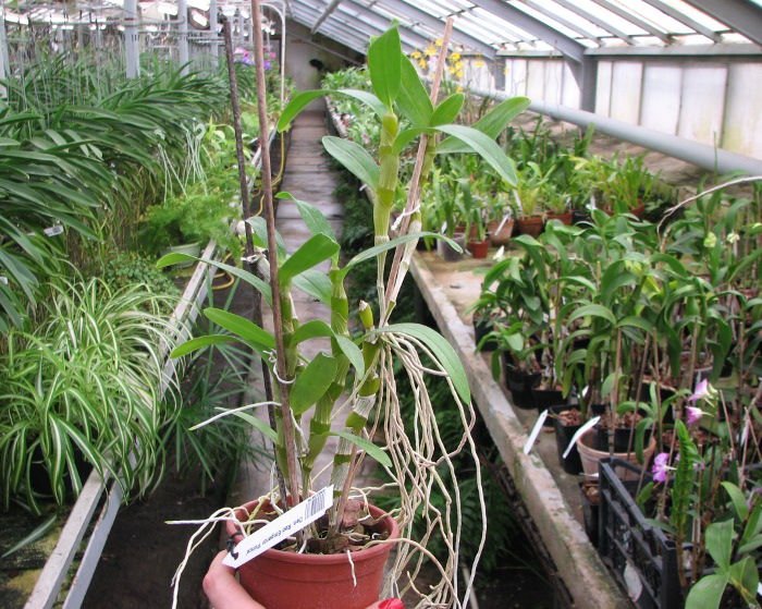 Dendrobium Red Emperor 'Prince'.JPG
