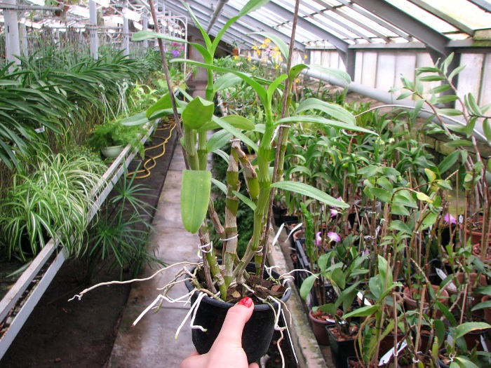 Dendrobium nobile var. nobilius.JPG