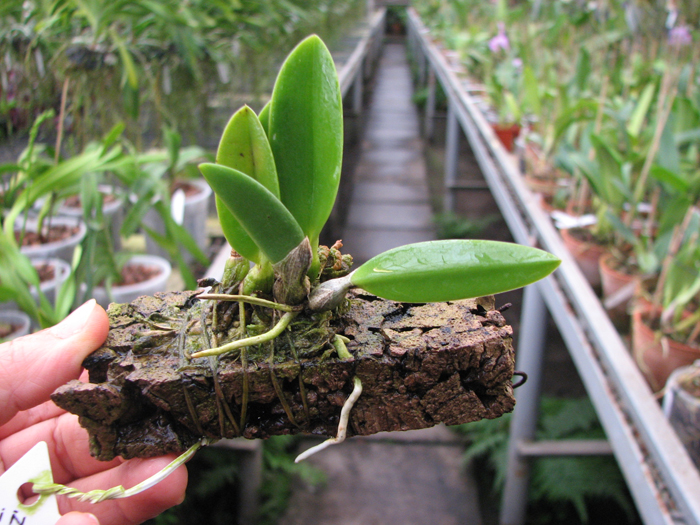 Laelia sincorana coerulea (сlara) x Laelia sincorana coerulea escura 'AWZ'.jpg
