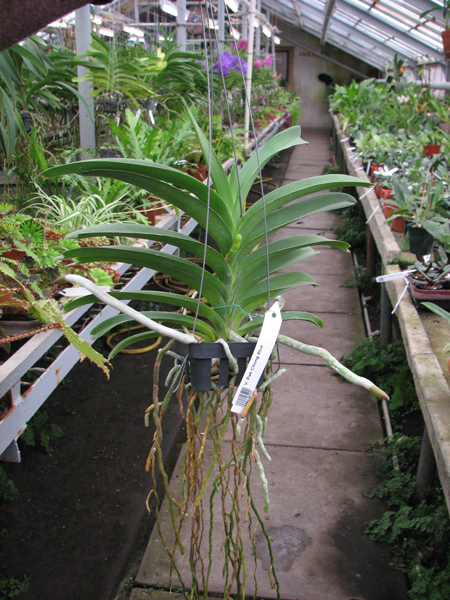 Vanda Pak Chong Blue.jpg