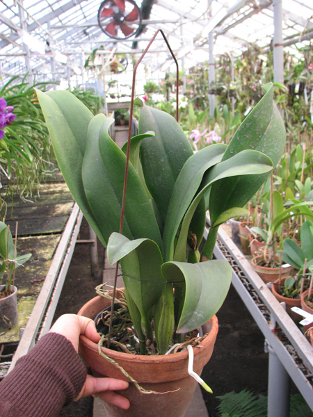 Brassolaeliocattleya Chia Lin.jpg