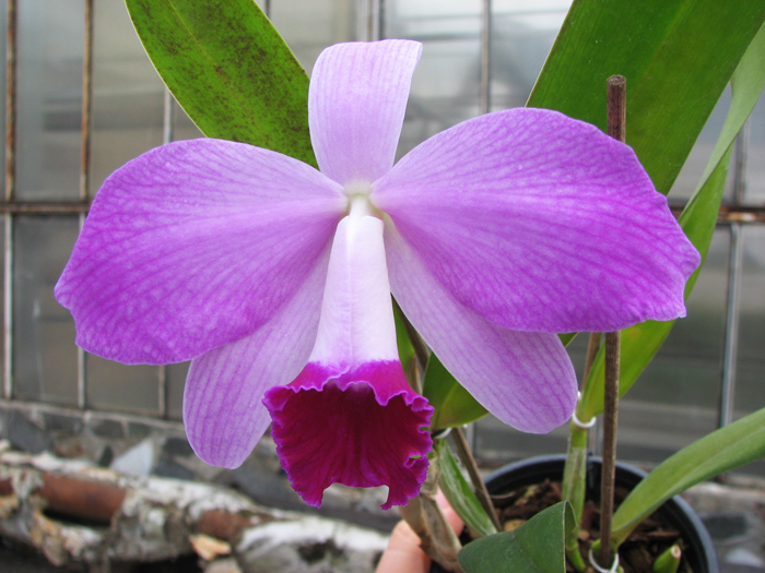 Laelia Newberry Sprite (Laelia perrinii x Laelia pumila).jpg