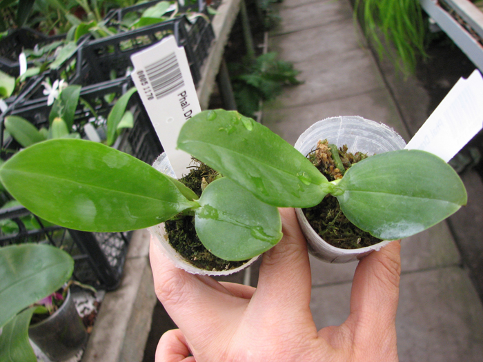 Phalaenopsis Dragon Tree Eagle 'DT168'.jpg