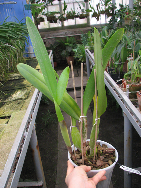 Laeliocattleya C G Roebling 'Blue Indigo' (Cattleya gaskelliana x Laelia purpurata).jpg