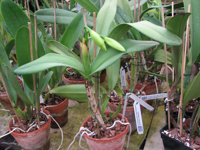 Laeliocattleya Hsinying Pub 'Albo Sanguinea' (purpurata x Batagesi).jpg