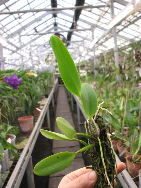 Laelia pumila 'Black Diamond x 'Kam' x Laelia pumila 'Gerson'.jpg