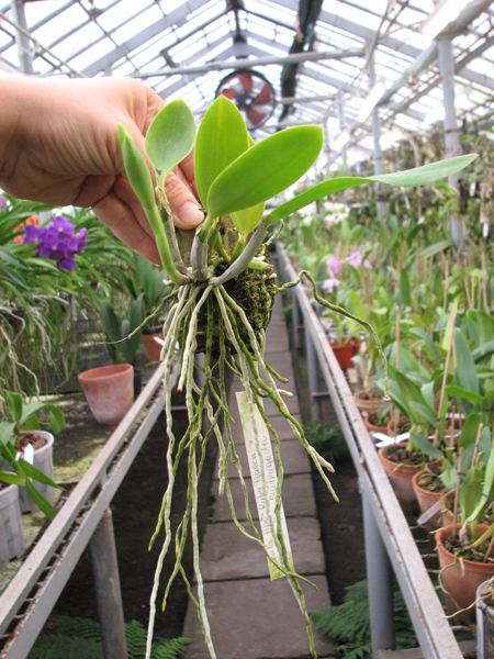 Laelia pumila tipo 'Ruby Queen' x Laelia pumila tipo 'Madrugada' (Z-15).jpg