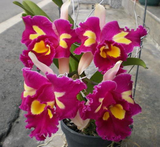 Brassolaeliocattleya Chinese Beauty 'Fire Phoenix'.jpg