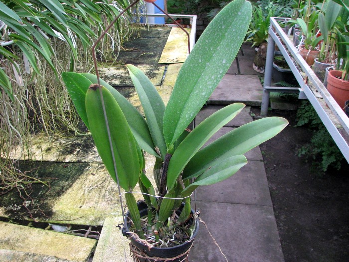 Laeliocattleya White Spark 'Panda' (Shellie Compton x Moscombe).JPG