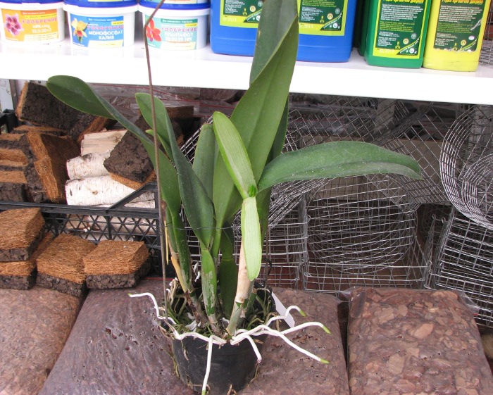 Potinara Haw Yuan Gold 'YC#2' (Pot. Lemon Tree x Blc. Tassie Barbero).JPG
