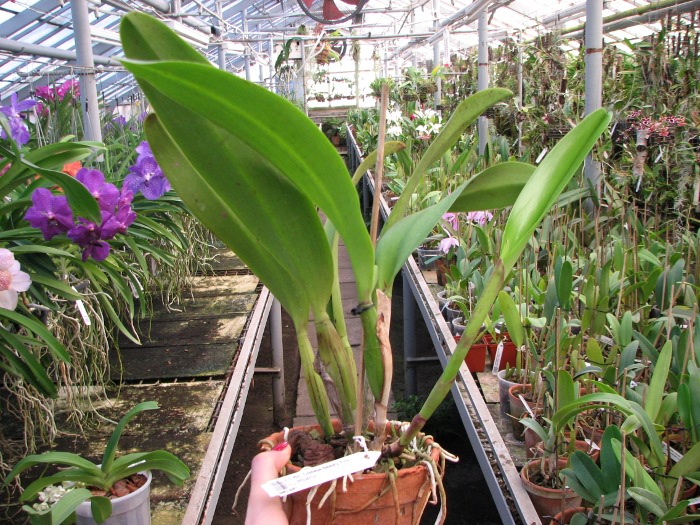Brassolaeliocattleya Chinese Beauty 'Fire Phoenix'.JPG