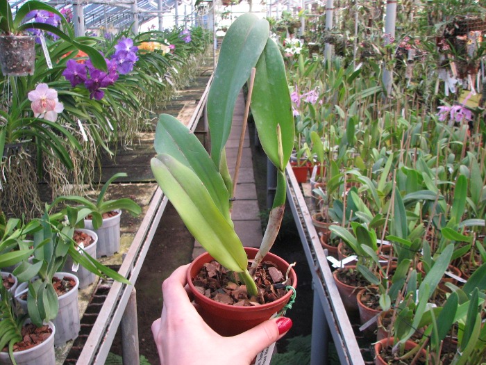 Potinara (Brassolaeliocattleya Toshie Aoki x Sophrolaeliocattleya Final Touch 'Mendenhall').JPG