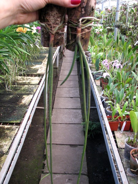 Paraphalaenopsis labukensis.JPG