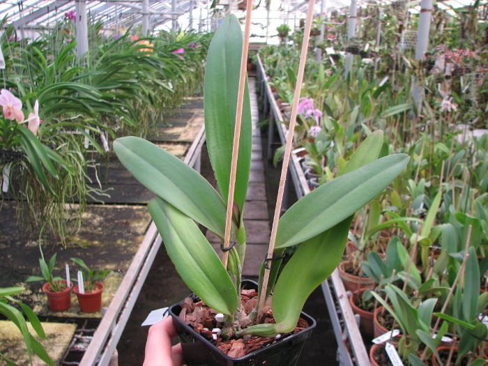 Brassolaeliocattleya Haw Yuan Beauty 'Hong' x Brassavola digbyana 'Uncle Pig'.JPG