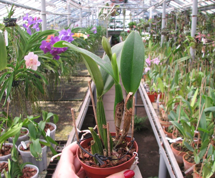 Brassocattleya Chief Pink 'Diana'.JPG