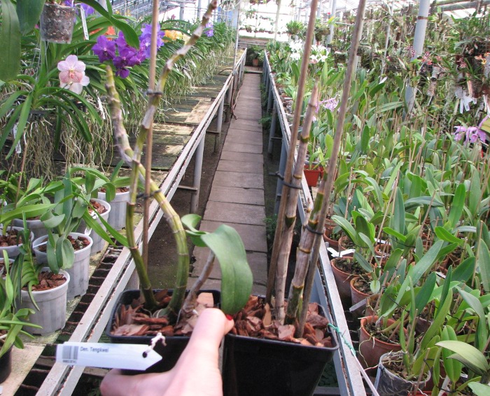 Dendrobium Tengkwei.JPG