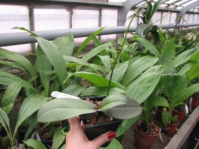 Doritaenopsis Changzhi Pearl.JPG