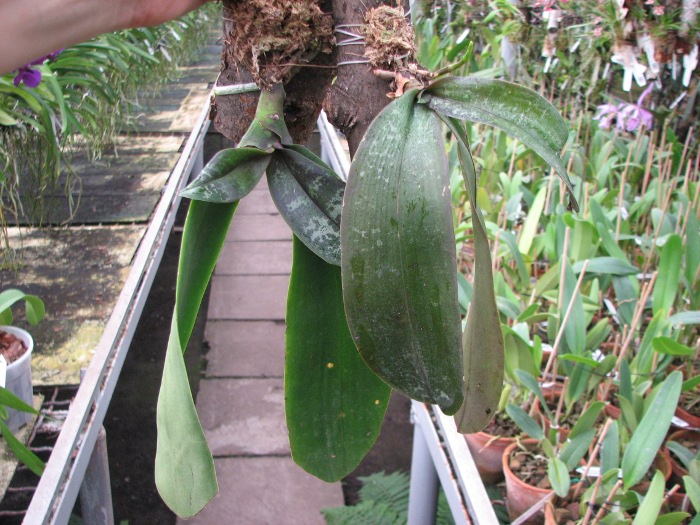 Phalaenopsis stuartiana.JPG